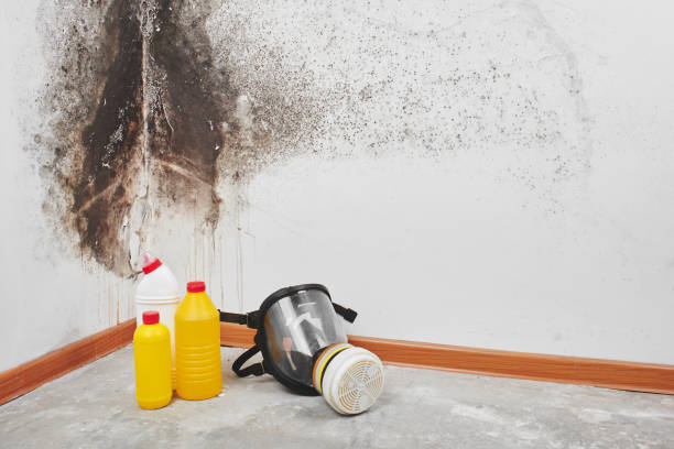 Best Mold Damage Repair  in Oak Lawn, IL