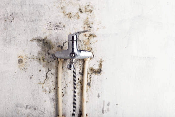 Best Mold Testing and Removal  in Oak Lawn, IL
