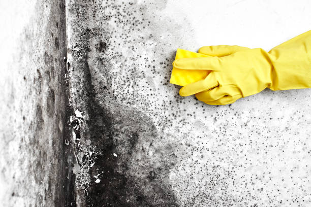 Home Mold Removal in Oak Lawn, IL
