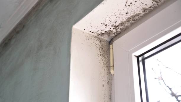 Best Mold Removal Process  in Oak Lawn, IL