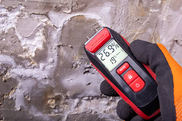 Best Same-Day Mold Removal  in Oak Lawn, IL