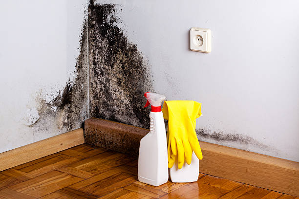 Best Commercial Mold Removal  in Oak Lawn, IL