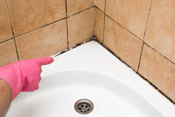 Best Black Mold Removal  in Oak Lawn, IL